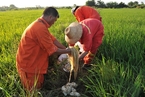 中国疾控中心着手调查镉米污染