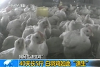 上海药监局：速生鸡样品疑检出禁药