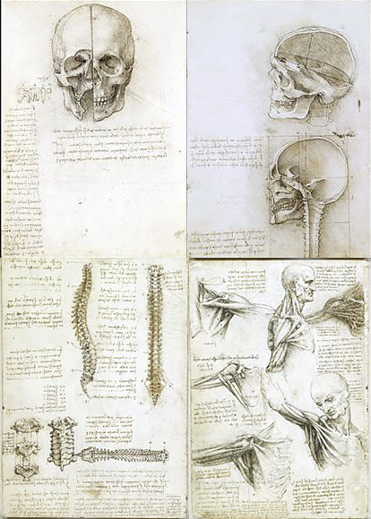 探索达芬奇的人体解剖画