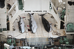 日本捕鲸窘境