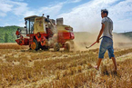 中国农业价格支持政策须及早变革