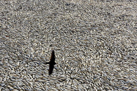 2015 年8 月20 日下午，距离天津滨海新区爆炸中心6 公里处的海河闸岸边，突然出现大面积死鱼。天津市环境监测中心完成水质检测后称，该水域并未受到氰化物污染，但鱼的死亡原因尚未查出。
