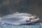 美国FDA批准转基因三文鱼养殖