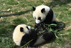 研究称“自由恋爱”提高熊猫交配率