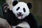 大熊猫从“濒危”降级为“易危”中国保护力度不变