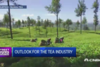 斯里兰卡红茶产量同比减近四成 价格将上涨