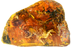 古生物学家首次在琥珀中发现雏鸟化石