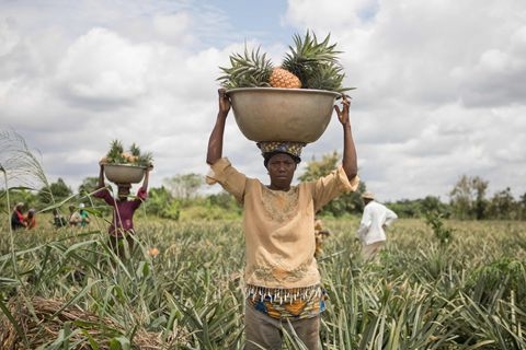 非洲专家谈非洲三农 350亿美元年粮食进口不