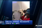 飞机客舱内动物事故频发 达美航空收紧申请标准