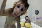 中国科学家重要突破：克隆猴“中中”“华华”来了！