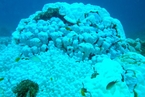 Tara科考队：太平洋珊瑚退化严重