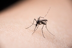 上海获评成为全国首个消除疟疾省份