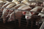 福建排查出首例非洲猪瘟疫情