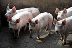 四川省高县发生非洲猪瘟疫情