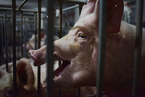 北京市房山区排查出非洲猪瘟疫情