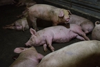 非洲猪瘟致养殖户损失惨重 为何农业保险不给力？