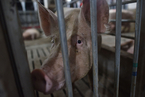 海南六地暴发非洲猪瘟 专家称能繁母猪存栏同比降21%