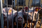 黑龙江一存栏7万多头的养殖场发生非洲猪瘟疫情