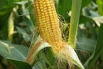 辽宁三个月查处两起转基因玉米种子案 政策未松动