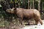 马来西亚最后一只雄性苏门答腊犀牛死亡