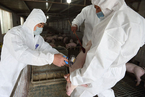 海印股份向投资者致歉 称“非洲猪瘟防治疫苗”系笔误