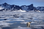 研究：北极地区对气候变化的环境反馈强于预期