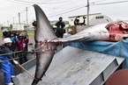日本重启商业捕鲸 环保组织谴责其无视国际公约