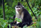 首个滇金丝猴全境保护网络成立 建议设立“金丝猴日”
