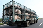 农业部调整跨省调运种猪产地检疫 非瘟100%实验室检测