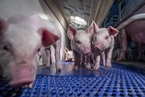 “千方百计”鼓励生猪养殖  三部委密集发文拆除政策壁垒
