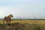 非洲狮狩猎商业活动猖獗 野保组织呼吁取缔