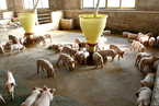 农业部：生猪产能有望在年底前探底 明年恢复正常