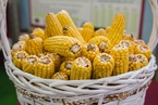 三种国产转基因玉米和大豆将获批  乃十年来首次