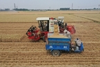 粮农组织说全球“不缺粮” 农业农村部称米面随时有