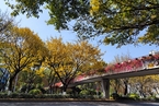 廣州擬建樹木電子檔案 城市更新須編制保護專章