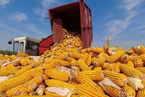 國內玉米期貨價格創歷史新高