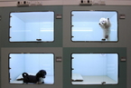 韩国首开宠物宾馆 宠物寄养行业升温