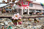 日本震后樱花季