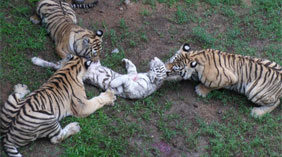 山东威海动物园三只老虎咬死同类