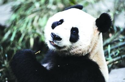 两只大熊猫将赴新加坡