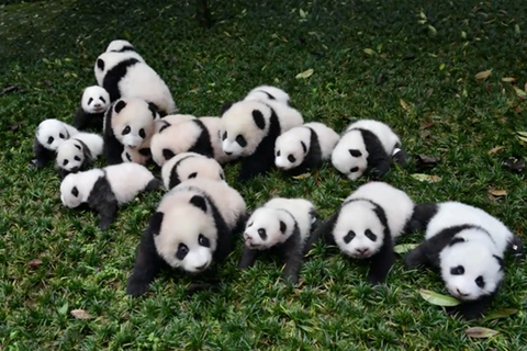 熊猫“自由恋爱”能提高交配率