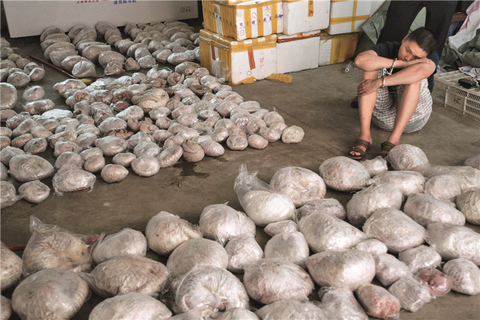 A haul of slaughtered pangolins that police in Guangdong Province seized from illegal traders in 2014. The animals are used in traditional Chinese medicine
