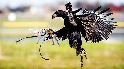 利爪大战：无人机对真老鹰