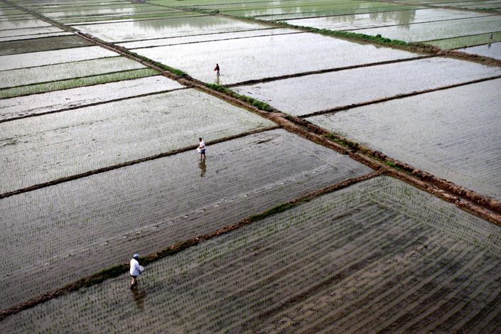 Farmers plant rice in Huai'an, Jiangsu province, on June 25. Photo: IC