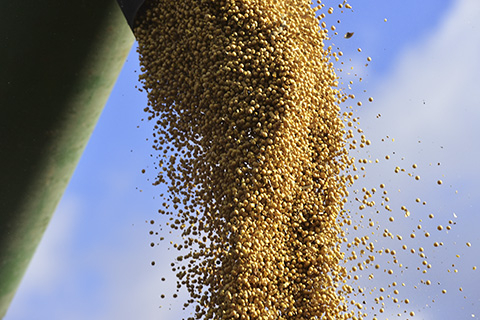 国际大豆种植者联盟：呼吁中国加快生物技术审批