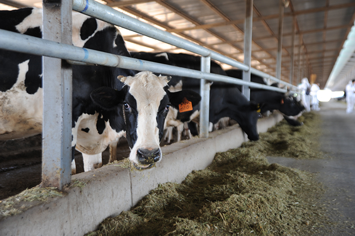 The Pentium ranch is seen in Wuzhong, the Ningxia region, on July 28. China Mengniu Dairy Co.'s CEO said it would not rule out investing in rival China Huishan Dairy, whose shares fell 85% on March 24 on the Hong Kong Stock Exchange. Photo: IC