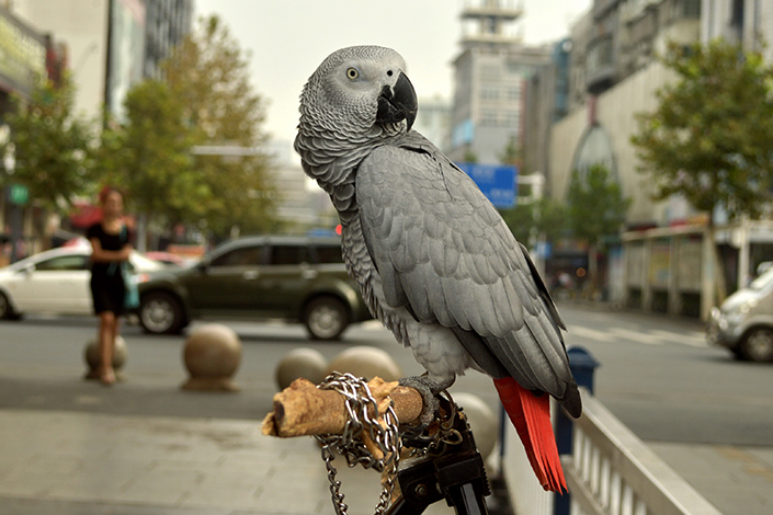 A Shenzhen man was sentenced to five years in prison for selling several parrots that are endangered species, stirring online debate over whether the punishment was fair. Above, an African gray parrot stands in front of a shop in Changde, Hunan province, on Oct.4, 2014. Photo: Visual China