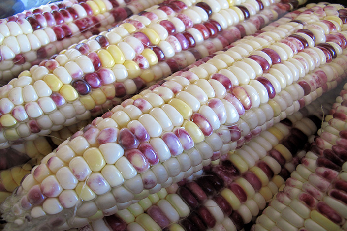 China has approved imports of new varieties of genetically modified corn and soybeans, widening the door for genetically engineered crops. Above, genetically modified corn is cooked in Jilin province in September 2015. Photo: IC