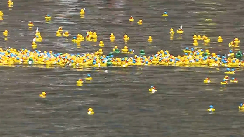 西班牙3万“选手”参加“第5届小黄鸭游泳比赛”