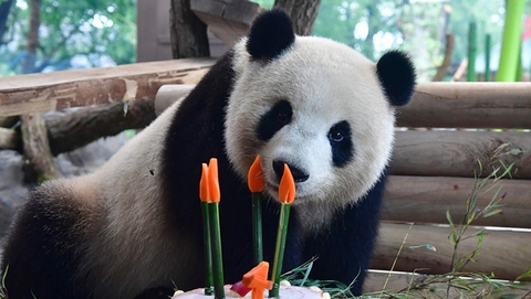 中国赴德大熊猫“梦梦”庆四岁生日 享美味蛋糕